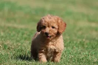 Barkley , a male Miniature Goldendoodle for sale in Grand Rapids, MI – 4 of 5