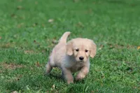 Buttercup AKC, a female Golden Retriever for sale in Grand Rapids, MI – 6 of 6
