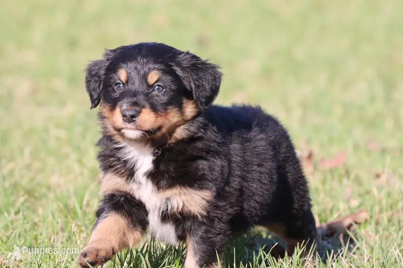 Coop – Australian Shepherd, Bernese Mountain Dog puppy for sale in Grand Rapids, MI