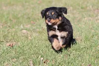 Coop, a male Australian Shepherd and Bernese Mountain Dog for sale in Grand Rapids, MI – Photo 6 of 6