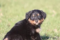 Coop, a male Australian Shepherd and Bernese Mountain Dog for sale in Grand Rapids, MI – Photo 2 of 6
