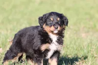 Coop, a male Australian Shepherd and Bernese Mountain Dog for sale in Grand Rapids, MI – Photo 5 of 6