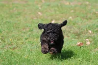 Rosco, a male Miniature Bernedoodle for sale in Grand Rapids, MI – 3 of 5