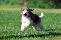 Blueberry Muffins , a male Miniature Bernedoodle for sale in Grand Rapids, MI – 2 of 5