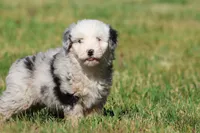 Potato Chips, a male Aussiedoodle and Bernedoodle for sale in Grand Rapids, MI – 5 of 5