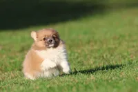 Tiny Tim, a male Pomeranian for sale in Grand Rapids, MI – 5 of 6