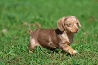 Sausage Rolls, a male Dachshund and Miniature Dachshund for sale in Grand Rapids, MI – 4 of 6