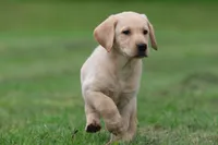 Lilly AKC , a female Labrador Retriever for sale in Grand Rapids, MI – 8 of 8