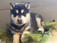 processed/8879fee5-4071-4343-86e7-67b54bb40ec8/listing/4f9a5998-4e74-467e-a8ae-ac0b611f4216/5e4f42a1-7f25-42a1-bd07-4cbae302d333