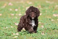 Dark Chocolate , a male Miniature Bernedoodle for sale in Grand Rapids, MI – 4 of 5