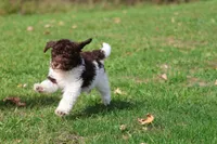 Coffee And Cream , a female Miniature Bernedoodle for sale in Grand Rapids, MI – 5 of 5