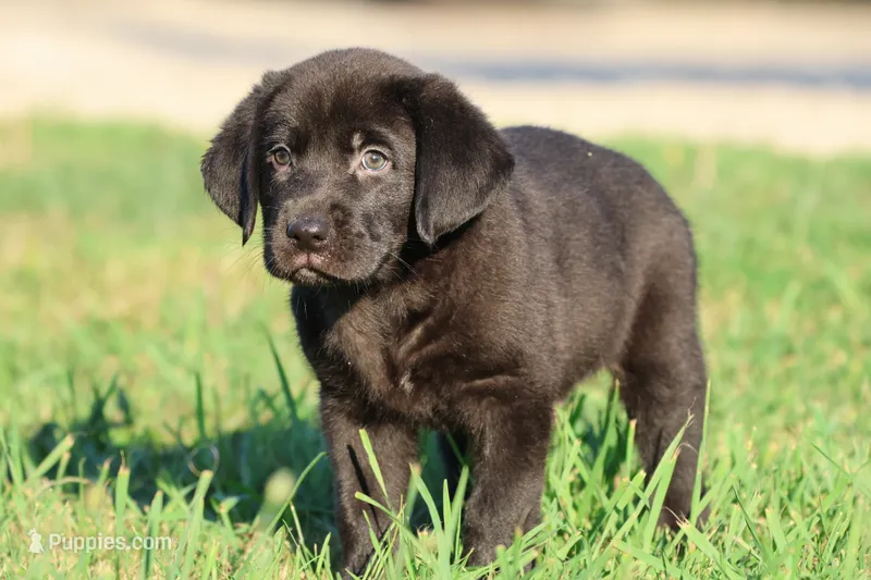 Knight AKC  – Labrador Retriever puppy for sale in Grand Rapids, MI