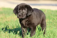 Knight AKC , a male Labrador Retriever for sale in Grand Rapids, MI – 1 of 5