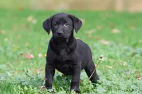 Baker AKC, a male Labrador Retriever for sale in Grand Rapids, MI – 5 of 5
