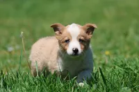 Snickerdoodles, a male Pembroke Welsh Corgi for sale in Grand Rapids, MI – 3 of 5