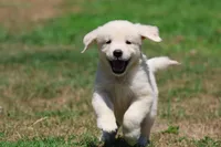 Ice Princess, a female Golden Retriever for sale in Grand Rapids, MI – 3 of 6