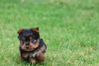 Mr York, a male Yorkshire Terrier for sale in Grand Rapids, MI – 2 of 5