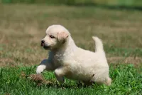 True Love, a female Golden Retriever and English Cream Golden Retriever for sale in Grand Rapids, MI – 3 of 7