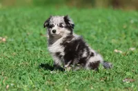 Fetch, a male Pomeranian and Toy Australian Shepherd for sale in Grand Rapids, MI – 2 of 7