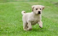 Bananas AKC, a male Labrador Retriever for sale in Grand Rapids, MI – 6 of 7