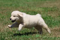 Cupcake, a female Golden Retriever and English Cream Golden Retriever for sale in Grand Rapids, MI – 6 of 6