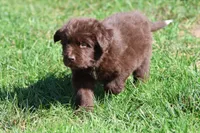Meatloaf, a male Newfoundland for sale in Grand Rapids, MI – 3 of 6