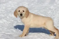 Peek A Boo AKC, a female Golden Retriever for sale in Grand Rapids, MI – Photo 2 of 6