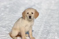 Peek A Boo AKC, a female Golden Retriever for sale in Grand Rapids, MI – Photo 4 of 6