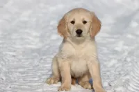 Peek A Boo AKC, a female Golden Retriever for sale in Grand Rapids, MI – Photo 1 of 6