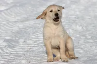 Peek A Boo AKC, a female Golden Retriever for sale in Grand Rapids, MI – Photo 3 of 6