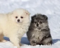 Falling Star AKC , a female Pomeranian for sale in Grand Rapids, MI – Photo 7 of 8