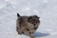 Falling Star AKC , a female Pomeranian for sale in Grand Rapids, MI – Photo 8 of 8