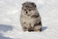 Falling Star AKC , a female Pomeranian for sale in Grand Rapids, MI – Photo 4 of 8