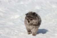 Falling Star AKC , a female Pomeranian for sale in Grand Rapids, MI – Photo 2 of 8