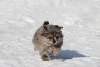 Falling Star AKC , a female Pomeranian for sale in Grand Rapids, MI – Photo 5 of 8