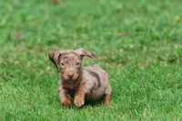 Swiss Rolls, a male Miniature Dachshund for sale in Grand Rapids, MI – 4 of 7