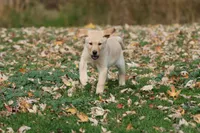 Dually AKC, a male Labrador Retriever for sale in Grand Rapids, MI – 6 of 6