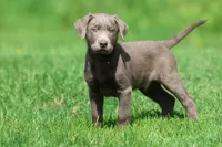 Dozer AKC , a male Labrador Retriever for sale in Grand Rapids, MI – 2 of 7