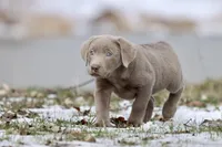 Cola AKC , a male Labrador Retriever for sale in Grand Rapids, MI – Photo 4 of 5