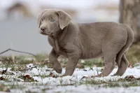 Cola AKC , a male Labrador Retriever for sale in Grand Rapids, MI – Photo 3 of 5