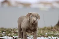 Cola AKC , a male Labrador Retriever for sale in Grand Rapids, MI – Photo 2 of 5