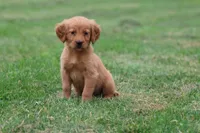 Cherries AKC , a female Golden Retriever for sale in Grand Rapids, MI – 2 of 5