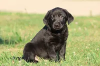 Coal AKC , a male Labrador Retriever for sale in Grand Rapids, MI – 2 of 4