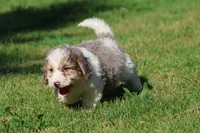 Monster Cookies, a male Miniature Bernedoodle for sale in Grand Rapids, MI – 2 of 5