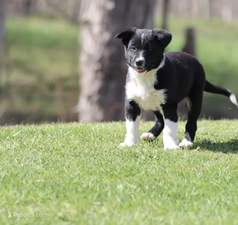 Sneakers – Border Collie puppy for sale in Grand Rapids, MI