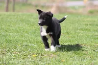 Reins , a female Border Collie for sale in Grand Rapids, MI – Photo 4 of 4