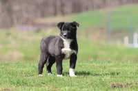 Reins , a female Border Collie for sale in Grand Rapids, MI – Photo 3 of 4