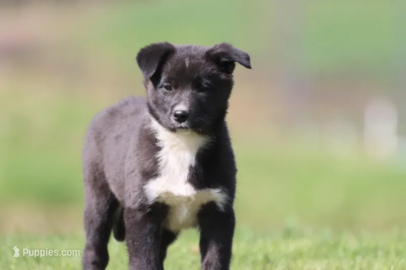 Reins  – Border Collie puppy for sale in Grand Rapids, MI