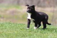 Reins , a female Border Collie for sale in Grand Rapids, MI – Photo 2 of 4