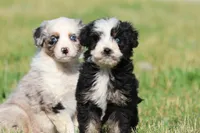 Betty Davis , a female Aussiedoodle and Bernedoodle for sale in Grand Rapids, MI – 5 of 6